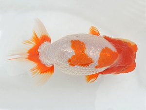 土佐らんちゅう愛好会 西取締 高橋欣次 土佐らんちゅう愛好会 西取締 高橋欣次