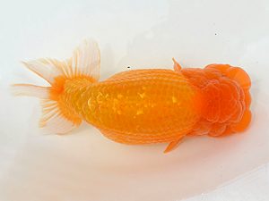 土佐らんちゅう愛好会 東大関 下田直樹 土佐らんちゅう愛好会 東大関 下田直樹