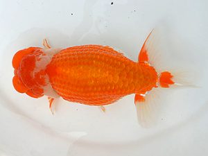 土佐らんちゅう愛好会 西大関 吉成志朗 土佐らんちゅう愛好会 西大関 吉成志朗