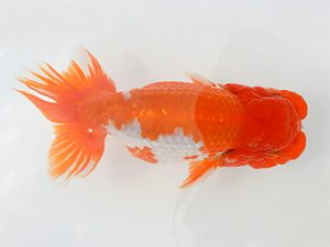 土佐らんちゅう愛好会 立行司 村上春朝 土佐らんちゅう愛好会 立行司 村上春朝