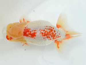 土佐らんちゅう愛好会 西取締 吉成志朗 土佐らんちゅう愛好会 西取締 吉成志朗