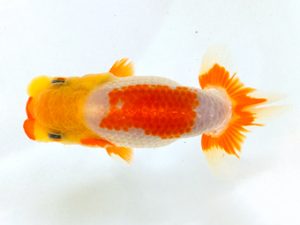 山梨錦城会　第二回研究会　一位　小山徹志