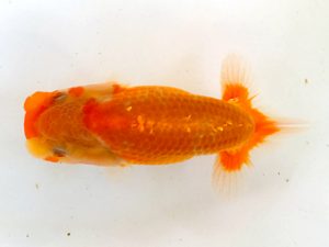 山梨錦城会　第二回研究会　四位　安藤　昭