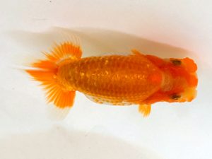 山梨錦城会　第二回研究会　五位　平野良則