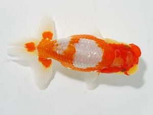 横浜観魚会 研究会 11位　山口広隆