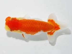 横浜観魚会 研究会 12位　加藤貞信