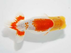 横浜観魚会 研究会 13位　丸山克昌