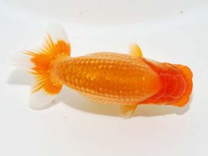 横浜観魚会 研究会 14位　大津善人