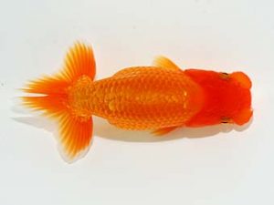 横浜観魚会 研究会 15位　竹内誠司