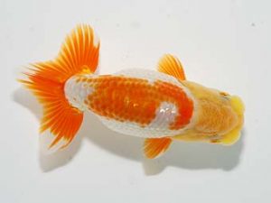 横浜観魚会 研究会 16位　芳賀孝泰