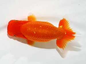 横浜観魚会　研究会　2位　瀬野正樹