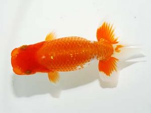 横浜観魚会　研究会　3位　竹内誠司