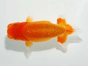 横浜観魚会 研究会 6位　望月武雄