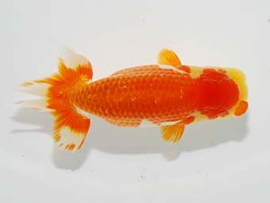 横浜観魚会 研究会 7位　佐藤徳正