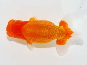 横浜観魚会 研究会 8位　鈴木友来