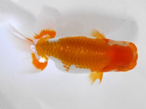 房総らんちう会　研究会　1位　作本守聡