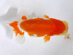 房総らんちう会　研究会　10位　秋元和男