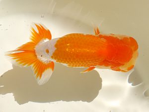 房総らんちう会　研究会 11位　泉澤豊一