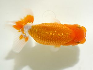 房総らんちう会　研究会 12位　飯塚久好