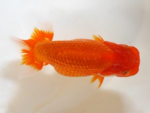 房総らんちう会 研究会 15位　堀切輝雄