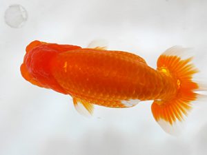 房総らんちう会 研究会 16位　秋元和男