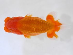 房総らんちう会　研究会　2位　泉澤豊一