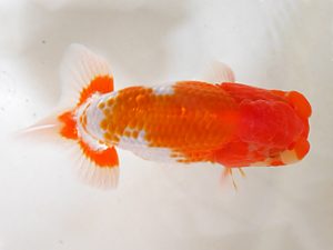 房総らんちう会　研究会　3位　野島隆一