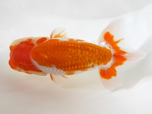 房総らんちう会　研究会　4位　宇田川勝久