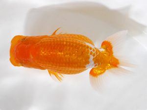 房総らんちう会　研究会　5位　船宝　務