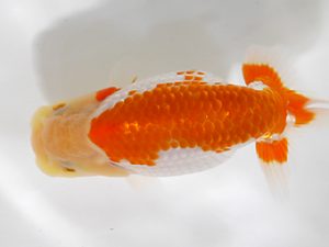 房総らんちう会　研究会 6位　作本守聡