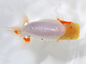 房総らんちう会　研究会 7位　作本守聡