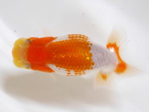 房総らんちう会　研究会　8位　船宝克行