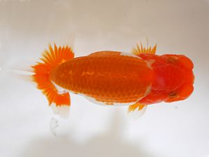 房総らんちう会　研究会 9位　鈴木　薫