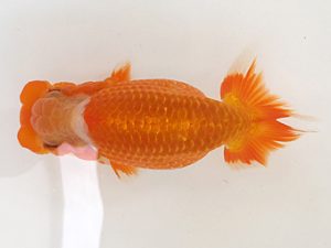 知多昇蘭会　立行司　松下幸敏　刈谷