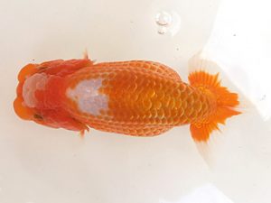 知多昇蘭会　西取締　可児伊和男　高浜