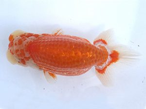 知多昇蘭会　東大関　片山喜代治　常滑