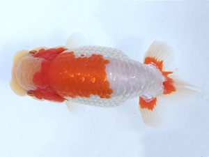 知多昇蘭会　西大関　都築正典　常滑