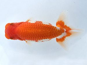 知多昇蘭会　立行司　川口　功　あま