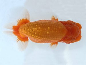 知多昇蘭会　東取締　高津晴彦　可児