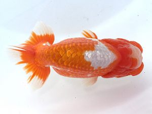 知多昇蘭会　西取締　三村和一　津