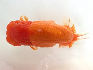 知多昇蘭会　東大関　舟田伸一　津