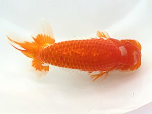 知多昇蘭会　西大関　川口　功　あま