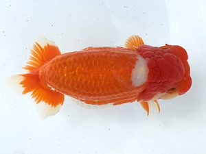 知多昇蘭会　立行司　山本義介　碧南