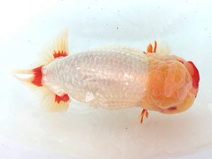 知多昇蘭会　西取締　鎌田芳男　稲沢