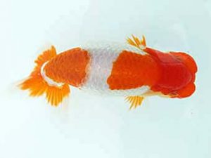 愛媛県らんちゅう愛好会 東大関 山口人史 西予 愛媛県らんちゅう愛好会 東大関 山口人史 西予