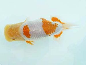 愛媛県らんちゅう愛好会 西大関 藤原博文 徳島 愛媛県らんちゅう愛好会 西大関 藤原博文 徳島