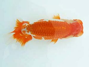 愛媛県らんちゅう愛好会 東取締 岡村圭一郎 松山 愛媛県らんちゅう愛好会 東取締 岡村圭一郎 松山