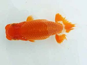 愛媛県らんちゅう愛好会 西大関 高岡泰雄 松山 愛媛県らんちゅう愛好会 西大関 高岡泰雄 松山