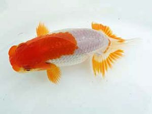 愛媛県らんちゅう愛好会 立行司 川野多寛 徳島 愛媛県らんちゅう愛好会 立行司 川野多寛 徳島