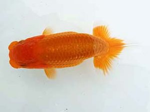 愛媛県らんちゅう愛好会 東取締 網野裕和 伊予 愛媛県らんちゅう愛好会 東取締 網野裕和 伊予